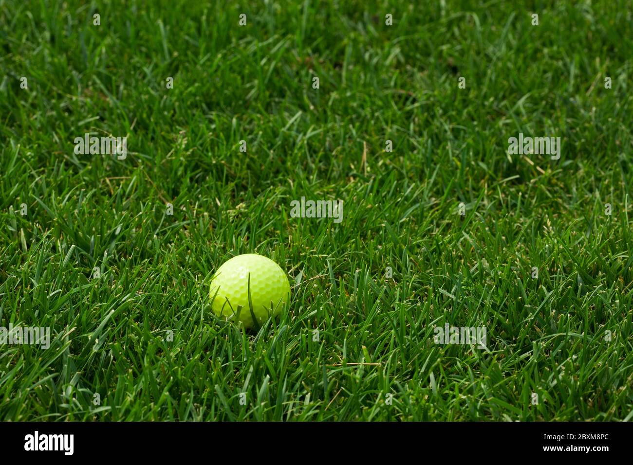 bright fluorescent yellow golf ball lying in semi-rough grass Stock Photo -  Alamy