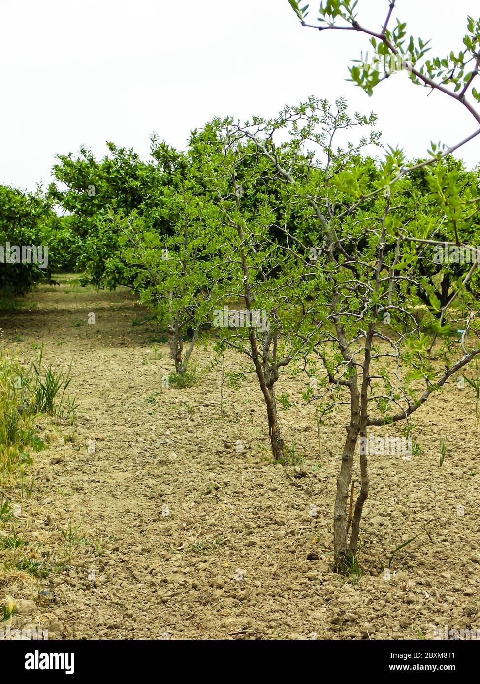 Jujube plant tree growing in field Stock Photo