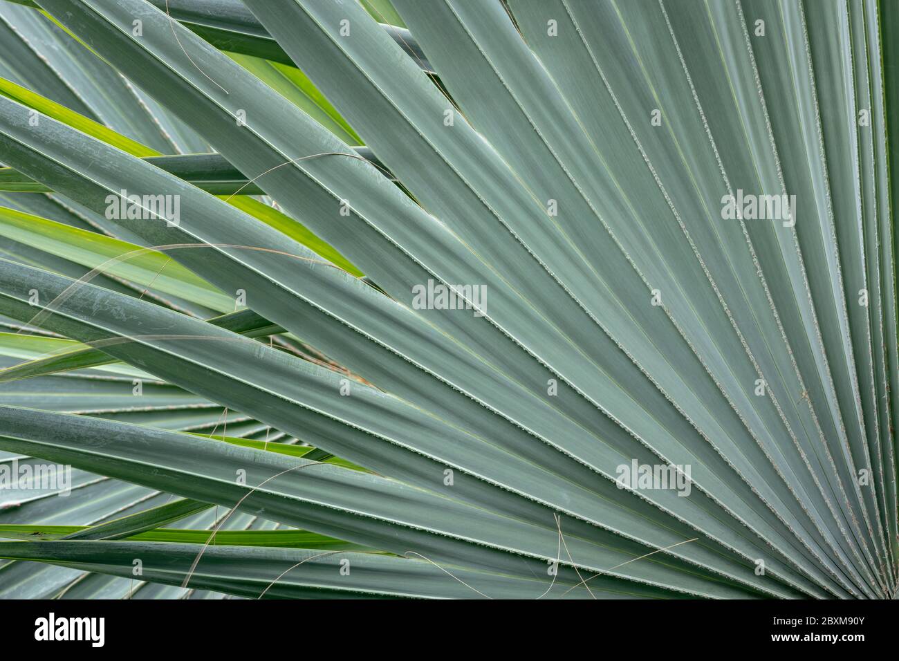 Close up of Blue Mediterranean Fan Palm leaves in a garden Stock Photo