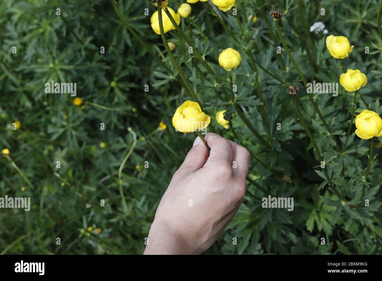 Woman holding a Yellow flower Trollius europaeus or globe flower in alpine spring. Stock Photo