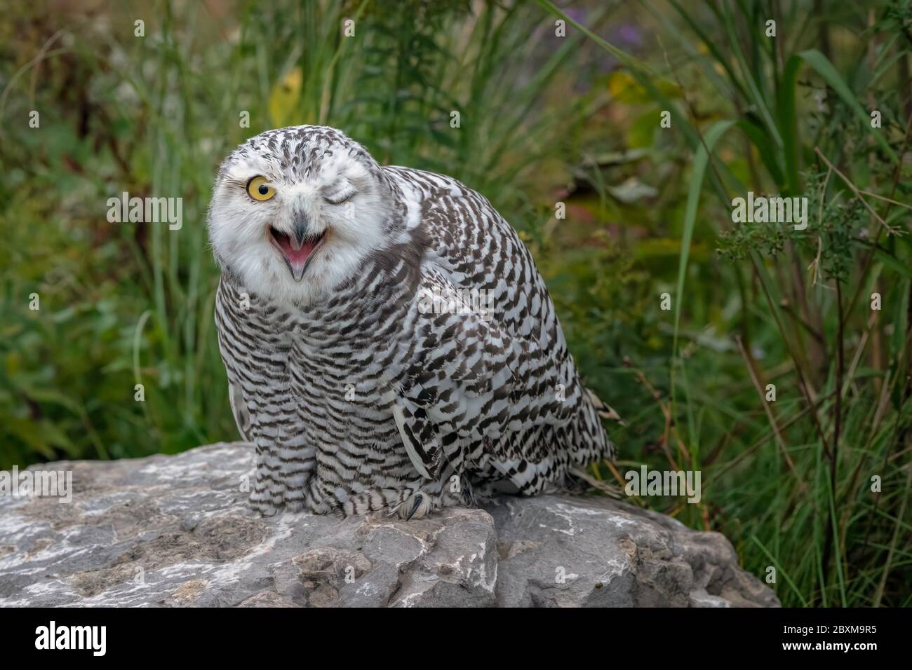 Juvenile Snowy Owl with its mouth open, and one eye closed as if winking, standing on a rock in the middle of a field. Stock Photo