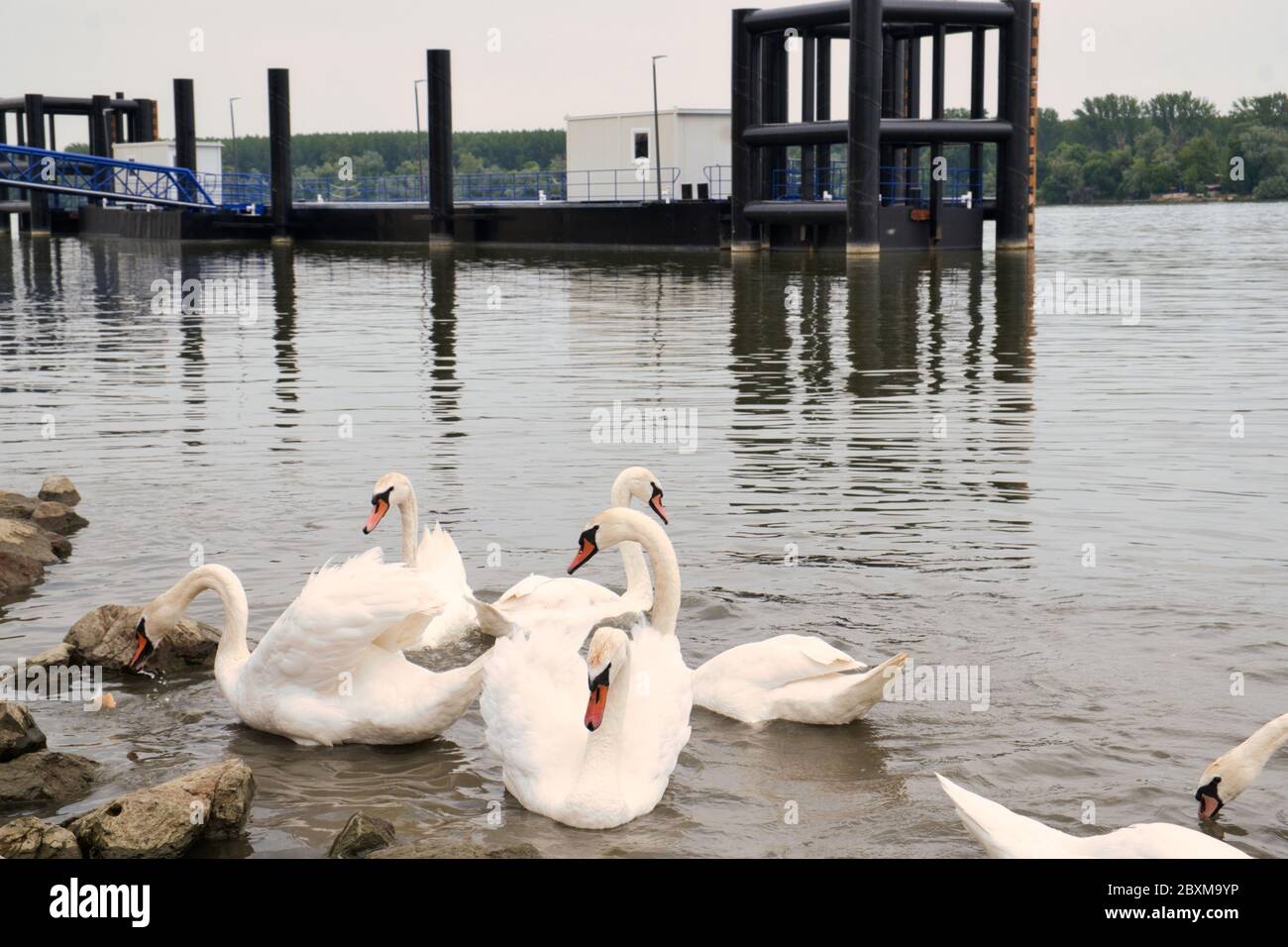 Swan birds on the calm mirror of Danube river in Belgrade Stock Photo -  Alamy