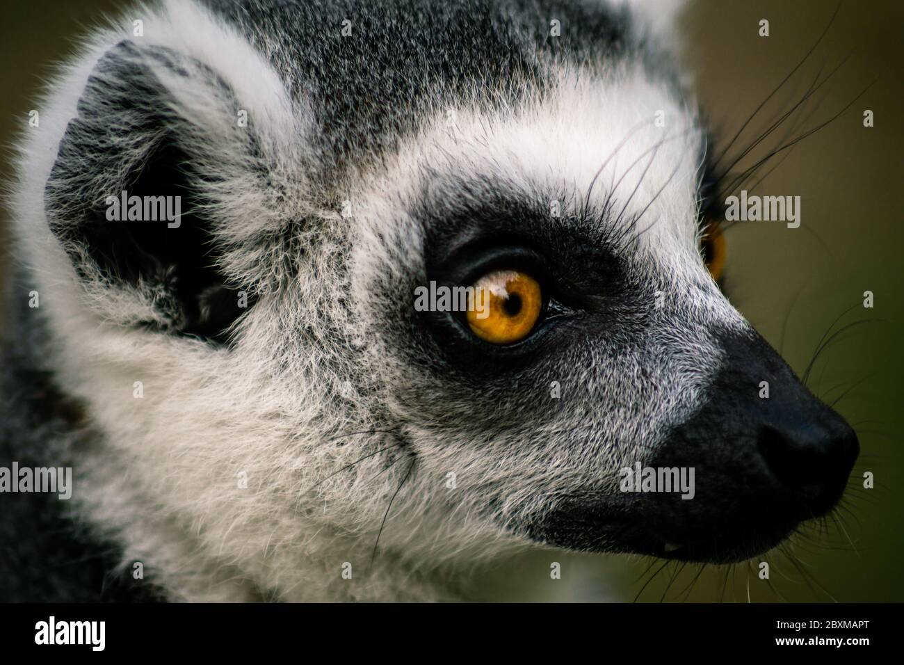 Ring-tailed lemur Portrait (lemur catta) Stock Photo