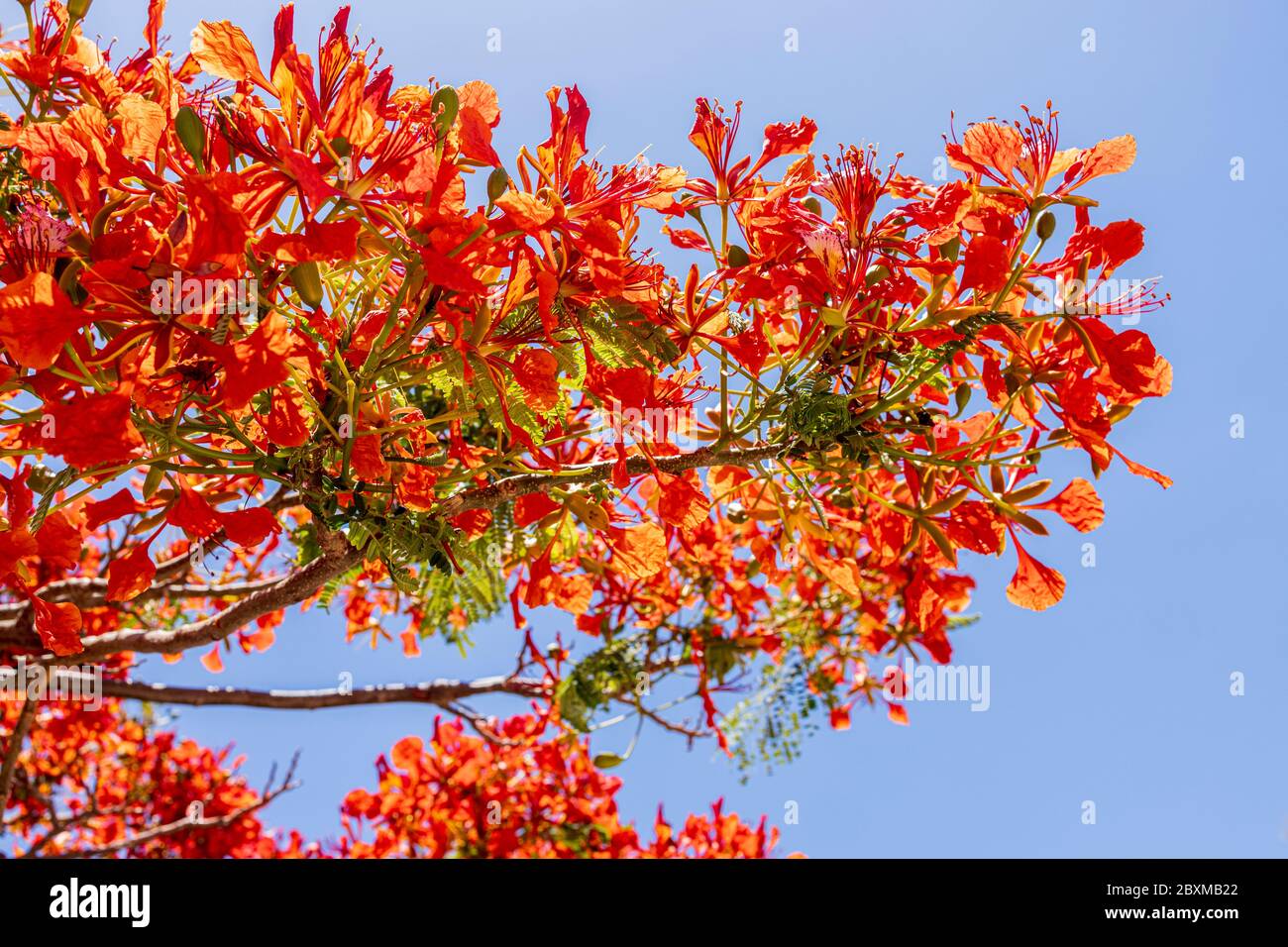 Delonix regia, Flamboyant, Flame tree, with it's distinctive red flowers in late spring, Playa San Juan, Tenerife, Canary Islands, Spain Stock Photo
