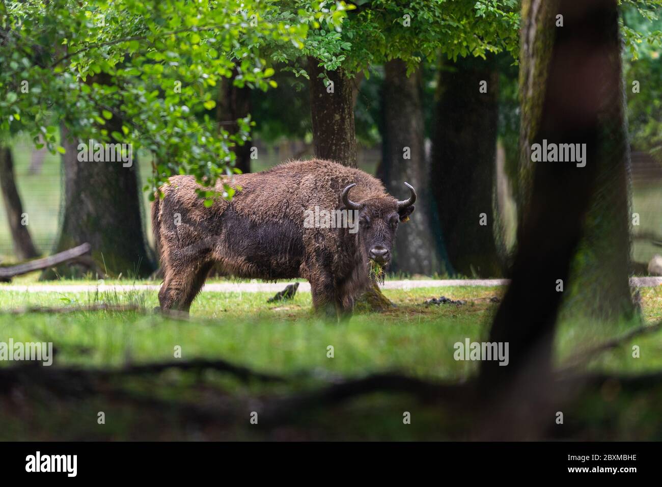 European bison in the forest Stock Photo - Alamy