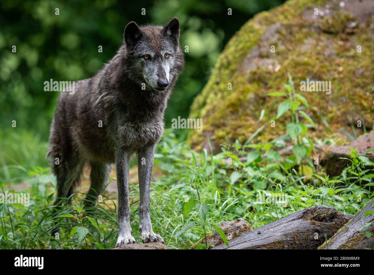 Black wolf in the forest Stock Photo Alamy