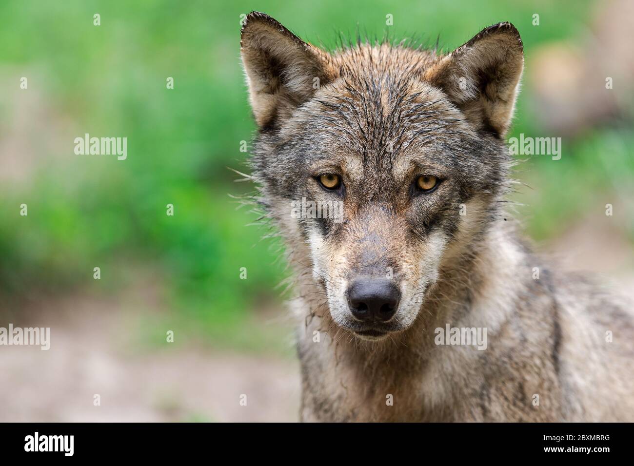 Howling wolf hi-res stock photography and images - Page 3 - Alamy