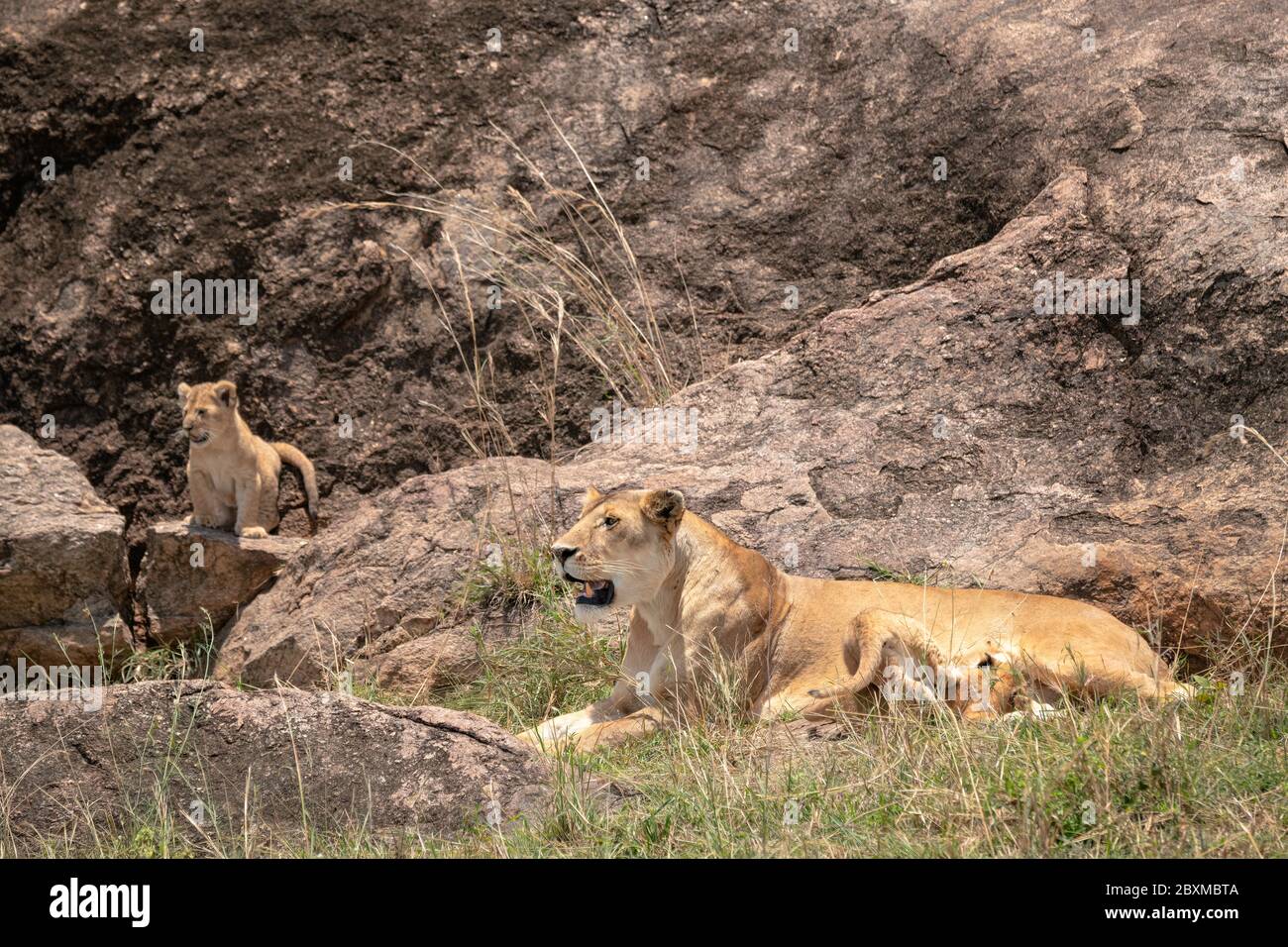 Mother lioness from the Black Rock Pride nurses her young cubs while another cub stands on a rock outside the entrance to its den. Stock Photo