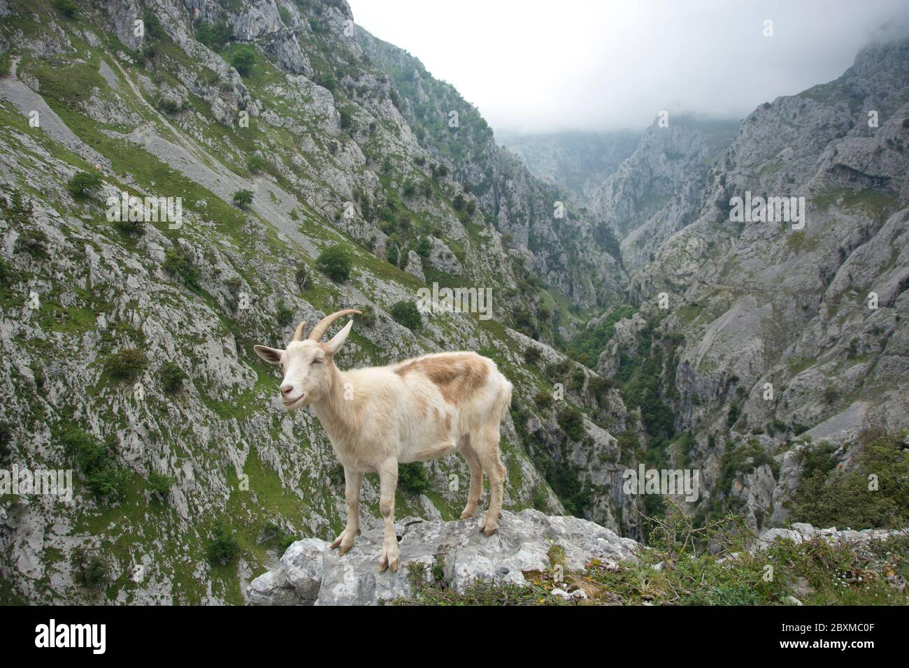 Die Cares-Schlucht, eine der Hauptattraktionen des Nationalparks Picos de Europa Stock Photo