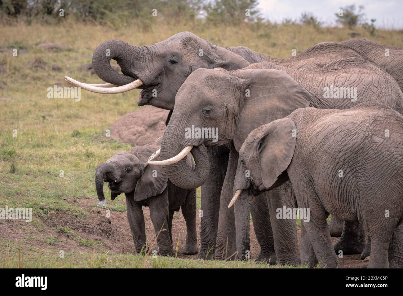 Small herd of elephants gathered around a watering hole drinking water. Image taken in the Maasai Mara, Kenya. Stock Photo