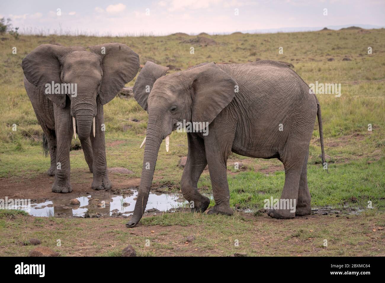 Two elephants gathered around a watering hole drinking water. Image taken in the Maasai Mara, Kenya. Stock Photo