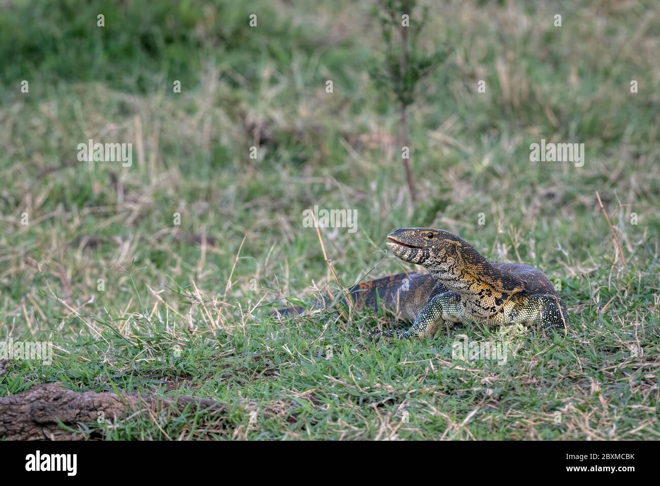 Monitor lizard walking through the grass. Image taken in the Masai Mara, Kenya Stock Photo Alamy