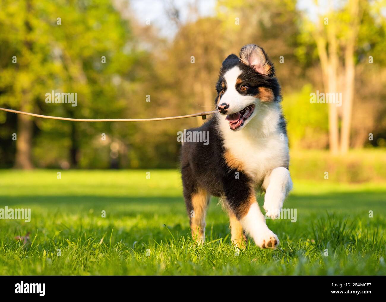 cute aussie