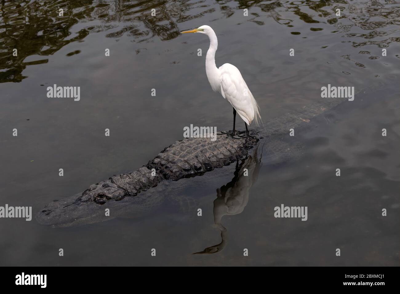 Egret standing on an alligator's back, with a beautiful reflection in the water. Stock Photo