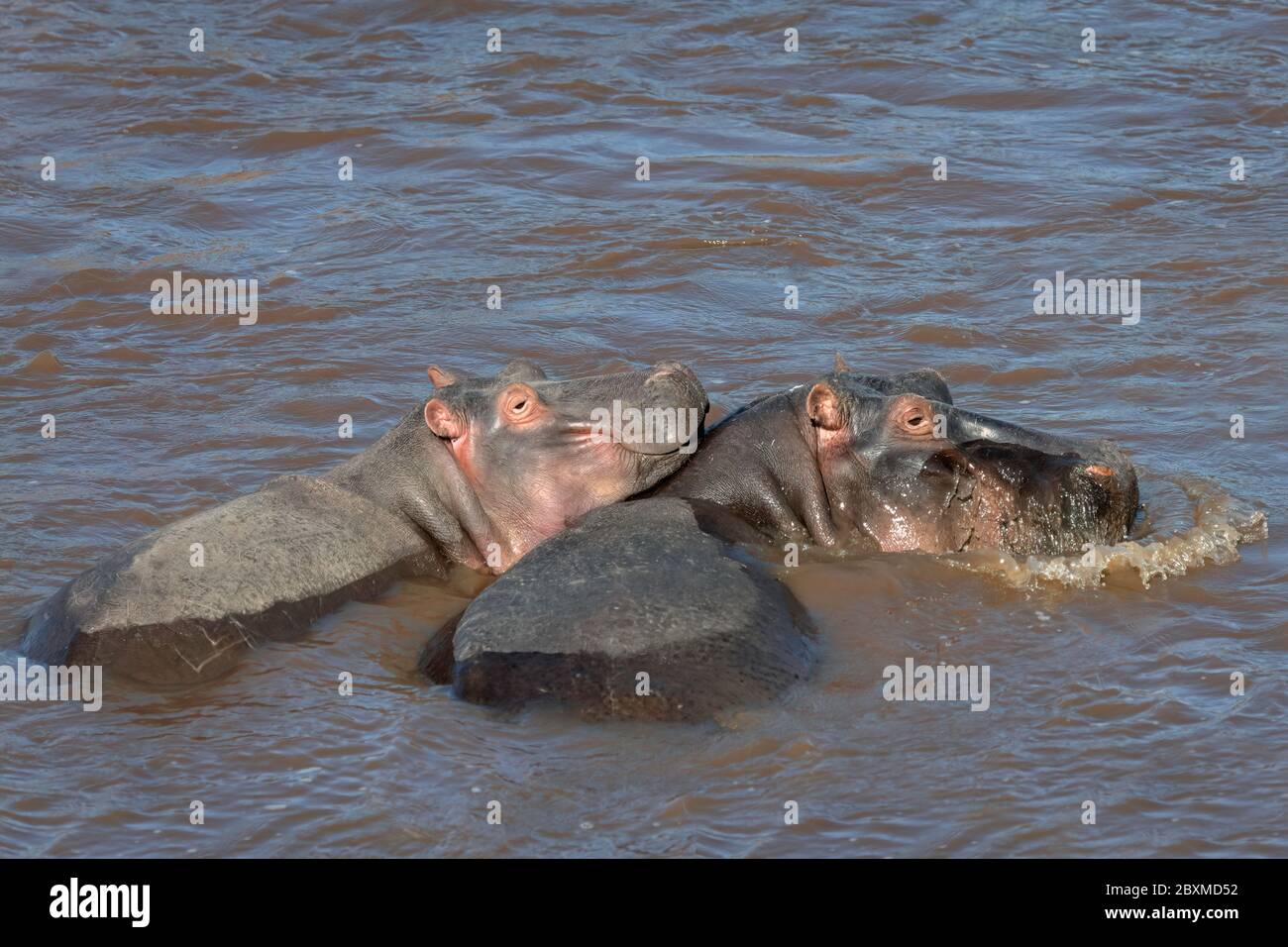 Baby hippo resting its head on its mother's back. Image taken in the Masai Mara, Kenya. Stock Photo