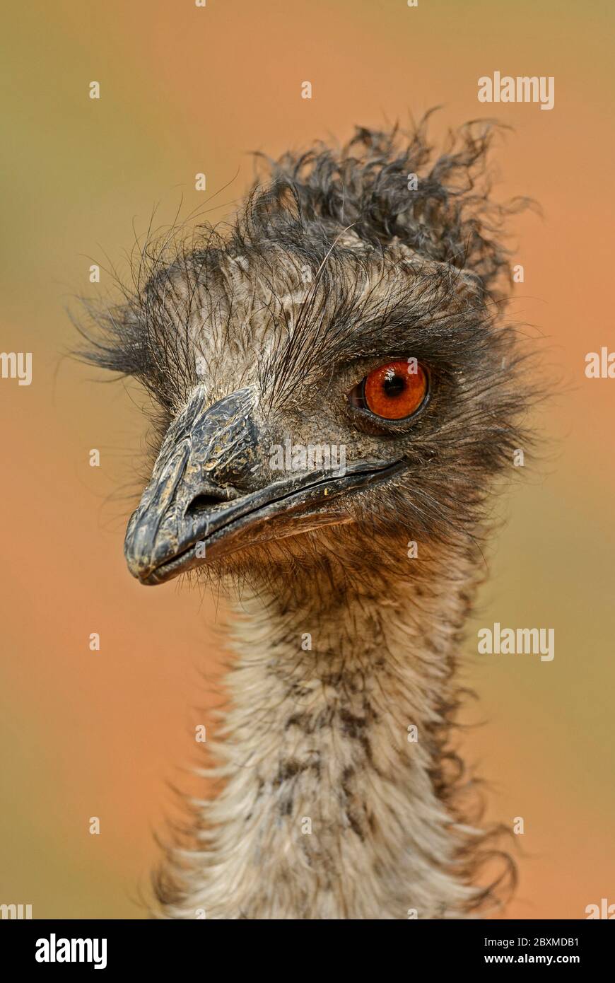 Common Emu - Dromaius novaehollandiae, portrait of large ground popular bird from Australian savannas and bushes, Australia. Stock Photo