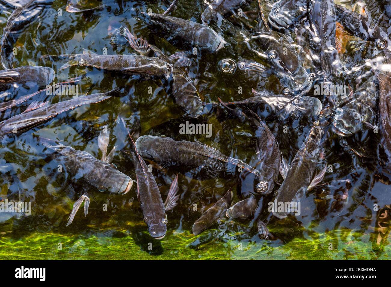 Movement of Fancy carp fishes in a pond. Tirta Gangga Water Palace. Bali, Indonesia Stock Photo