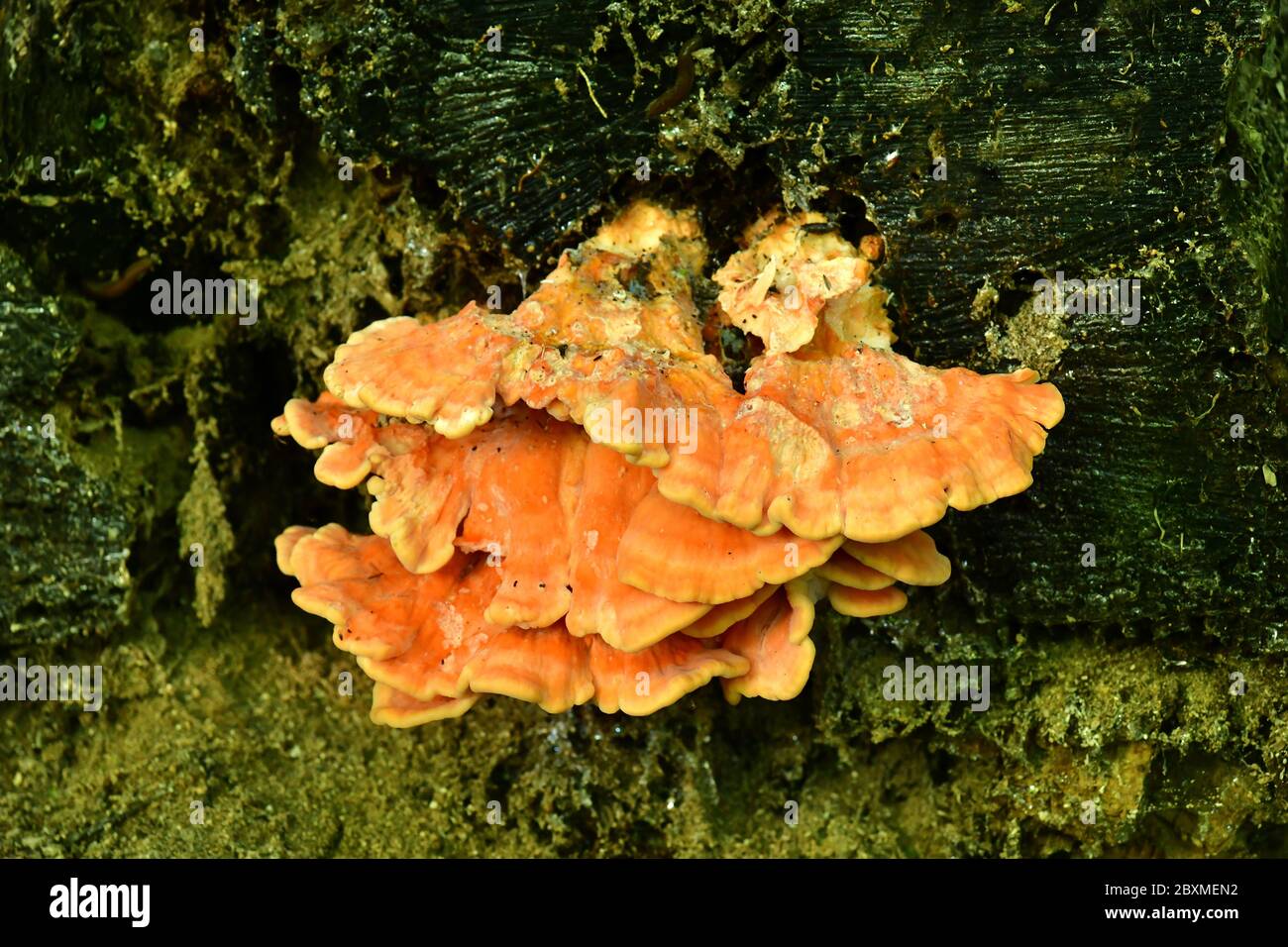 Bracket fungus Sulphur polypore (Laetiporus sulphureus) Stock Photo