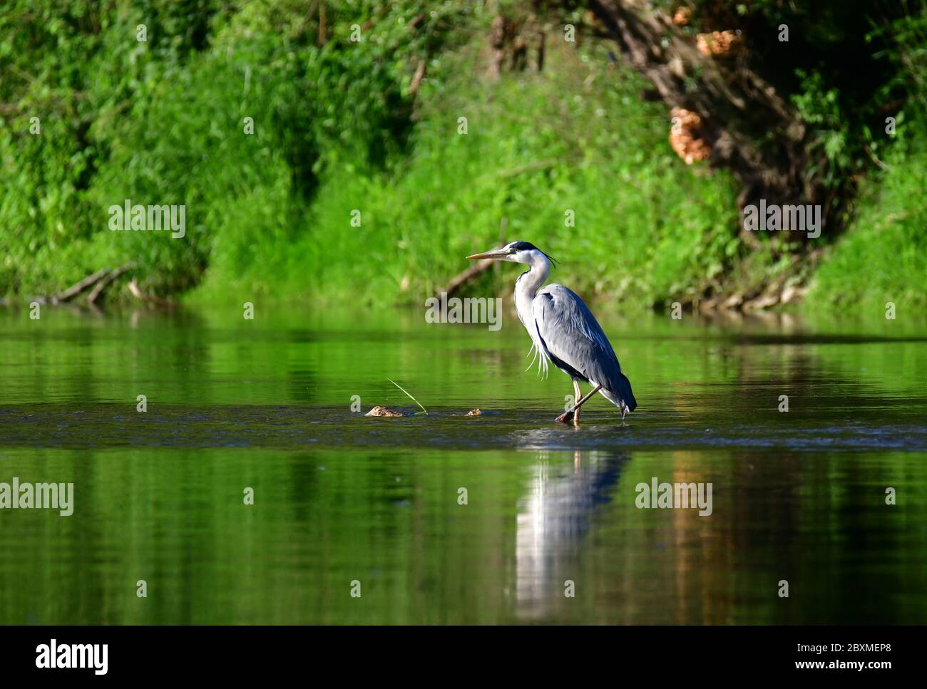 Grey heron (Ardea cinerea) on the March river. March-Thaya-Auen protected area. Austria Stock Photo
