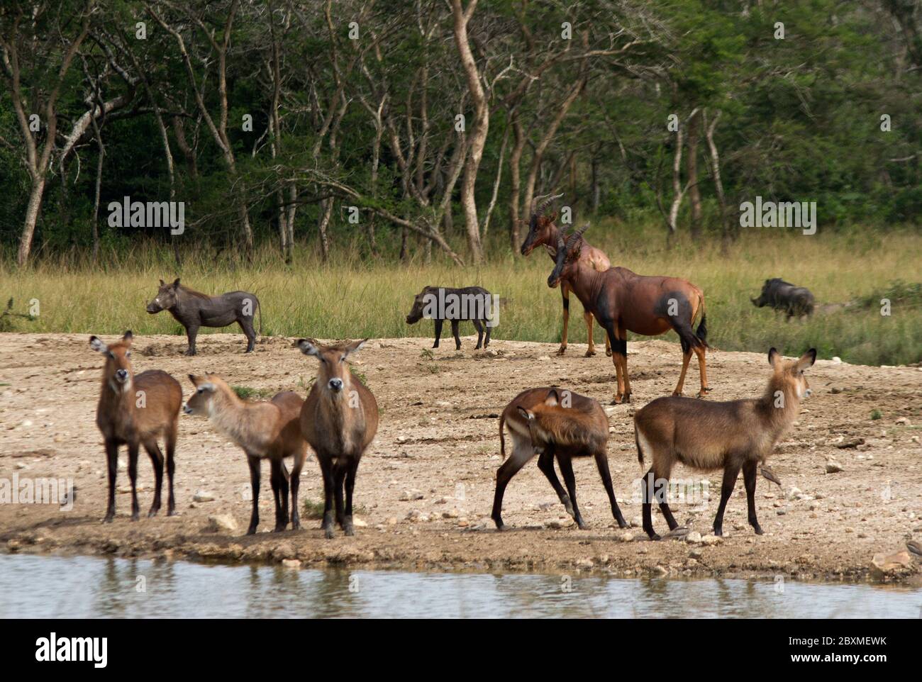 A mixture of species gather at a waterhole in Lake Mburo National Park. Various herbivores can mix at drinking spots with little intra-specific action Stock Photo