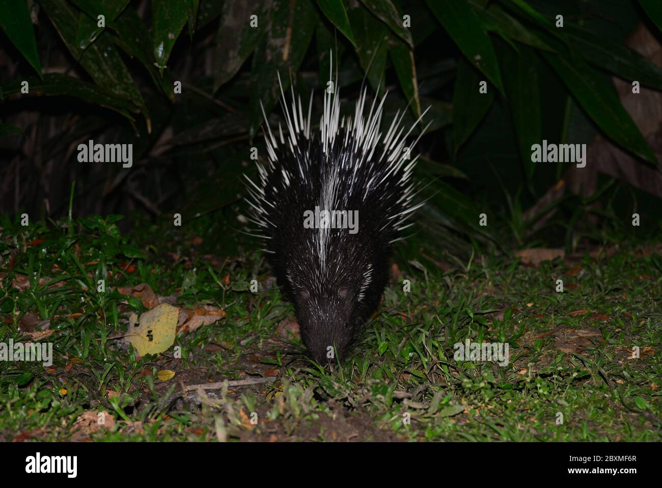 Malayan porcupine (Hystrix brachyura) feeding  at night. Kaeng Krachan National Park, Phetchaburi, Thailand Stock Photo