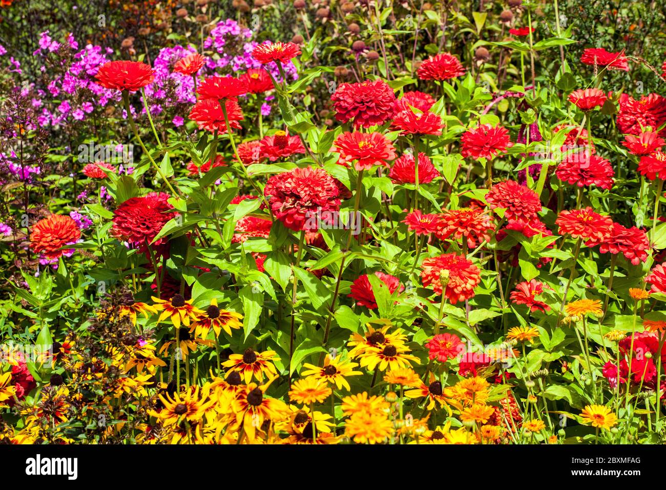 Garden in full bloom Zinnias Rudbeckia Phlox Zinnias in Garden Stock Photo