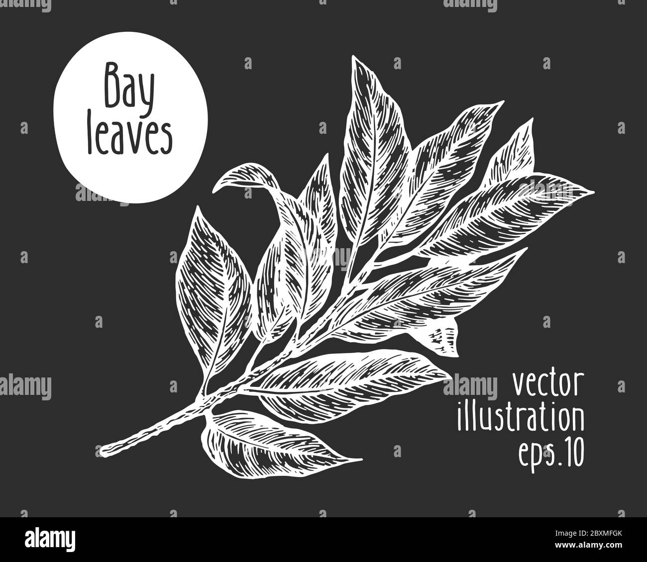Hand drawn bay leaves illustration. Vector herb sketch on chalk board