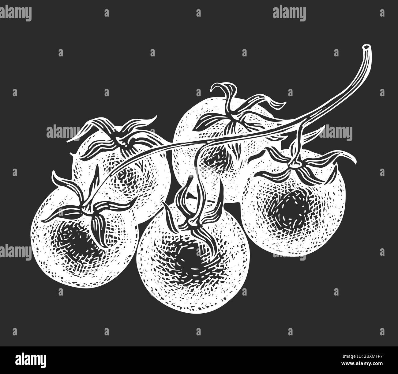 Hand drawn cherry tomato illustration. Vector vegetable sketch on chalk ...
