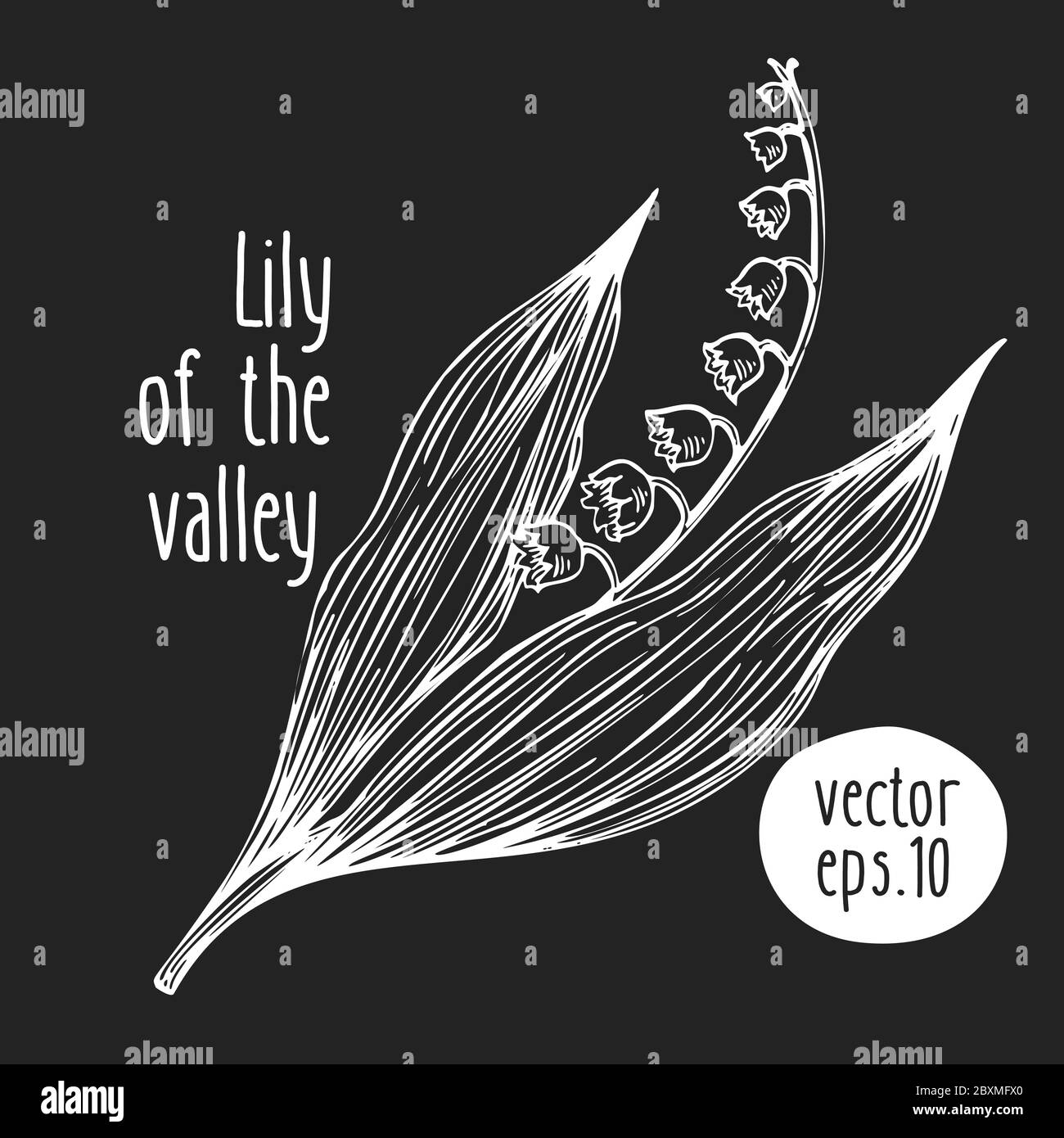 Hand drawn flower illustration. Vector lily of the valley sketch on ...