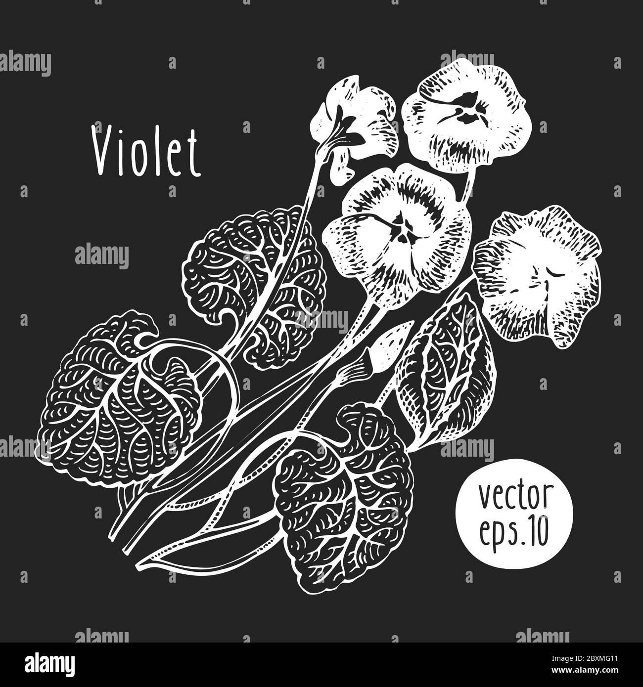 Hand drawn flower illustration. Vector violet sketch on chalk board ...