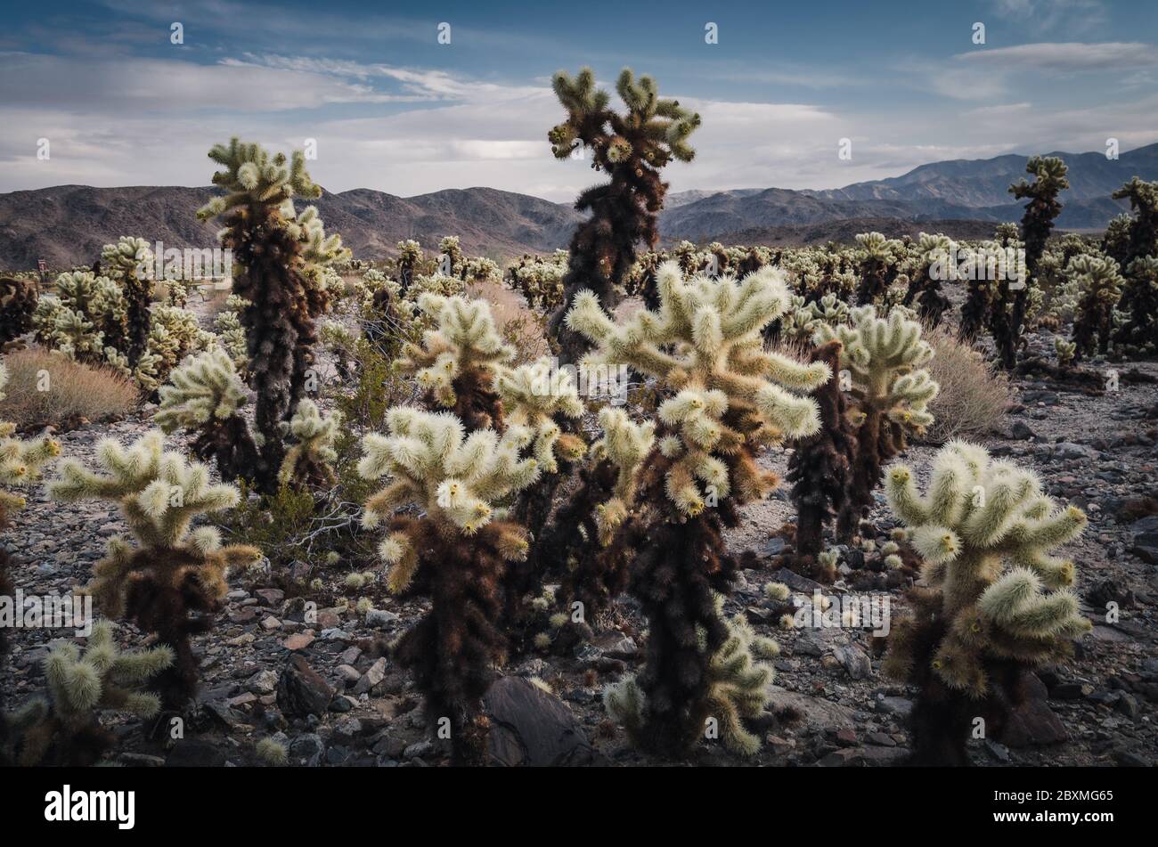 Cholla Cacti at Joshua Tree national park, California Stock Photo