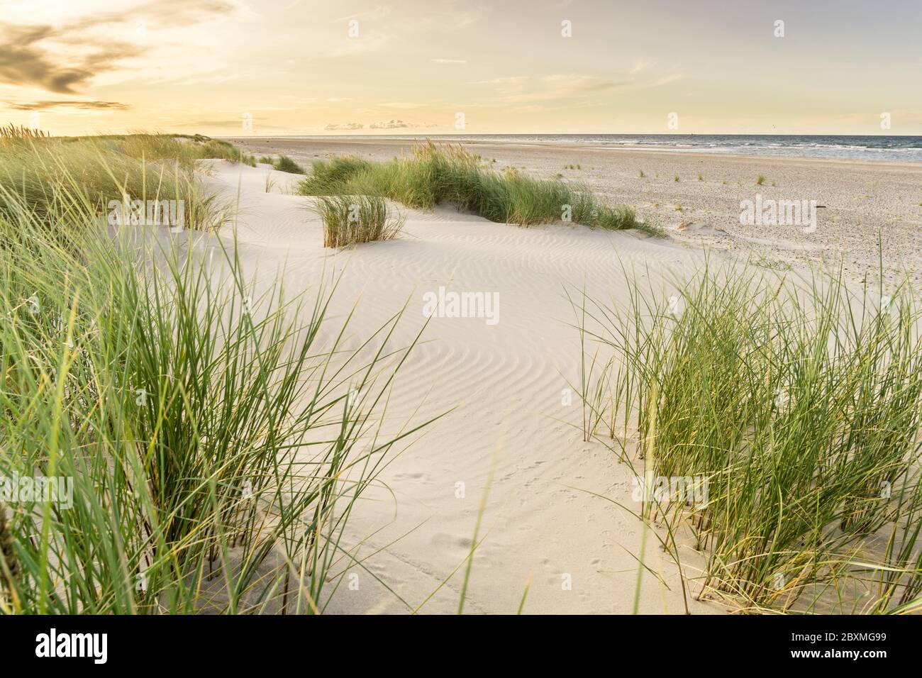 Beach with sand dunes and marram grass with soft sunrise sunset back light. Skagen Nordstrand, Denmark. Skagerrak, Kattegat. Stock Photo