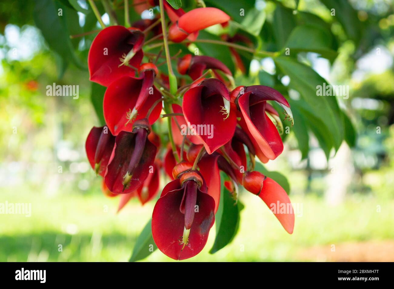 Close up of a tree with red flowers - erythrina crista-galli also known as  a coral tree and a flame tree. Stock image. Stock Photo