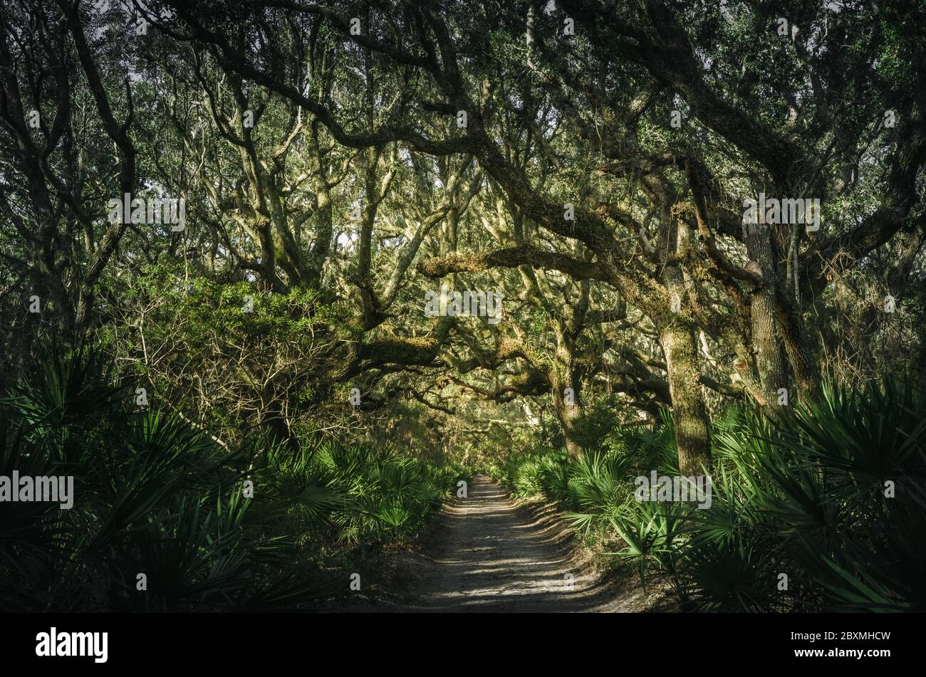 Cumberland Island has one of the largest maritime forests remaining in the United States. High winds, salt spray, and sandy soil provide a harsh envir Stock Photo