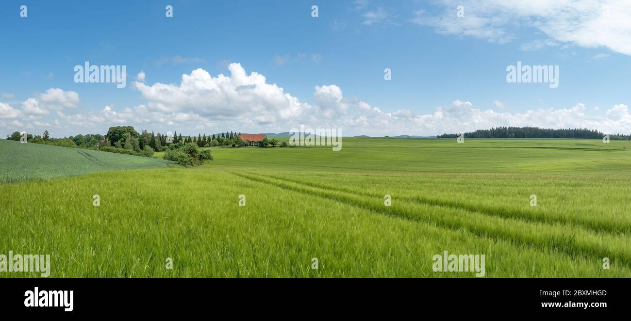 Rural scene in spring amidst green grain fields Stock Photo