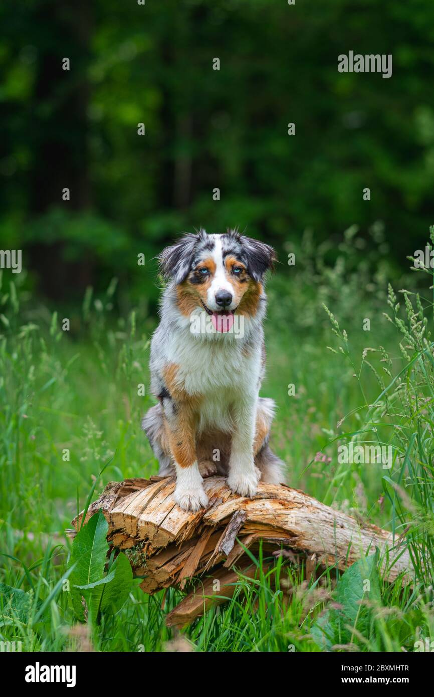 Dog australian shepherd blue merle waiting on tree trunk on german inner border shallow depth of field green gras Stock Photo Alamy