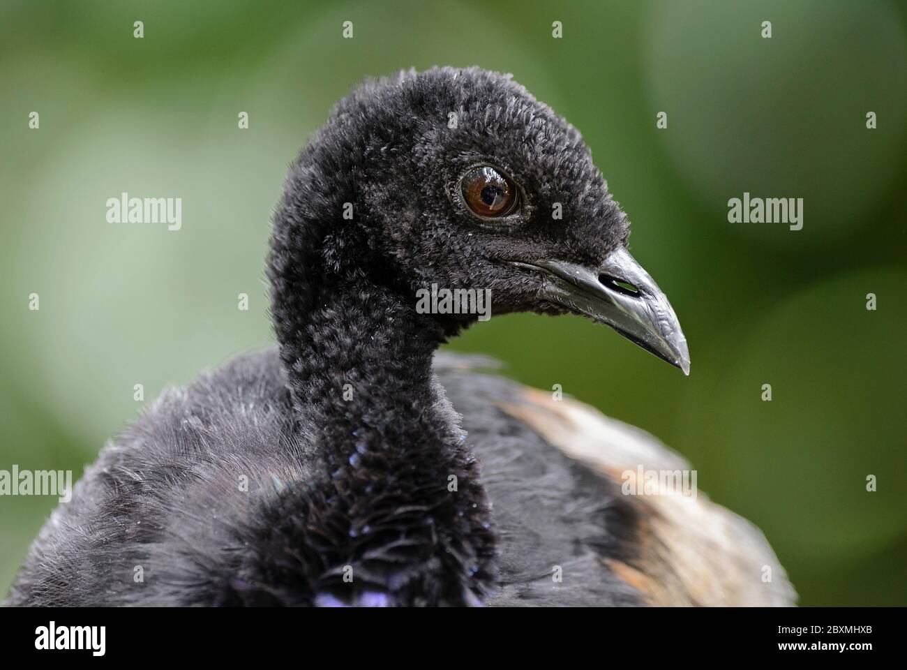 Grey-winged Trumpeter - Psophia crepitans, potrait of unique bird from Amazon tropical forests, Brazil. Stock Photo