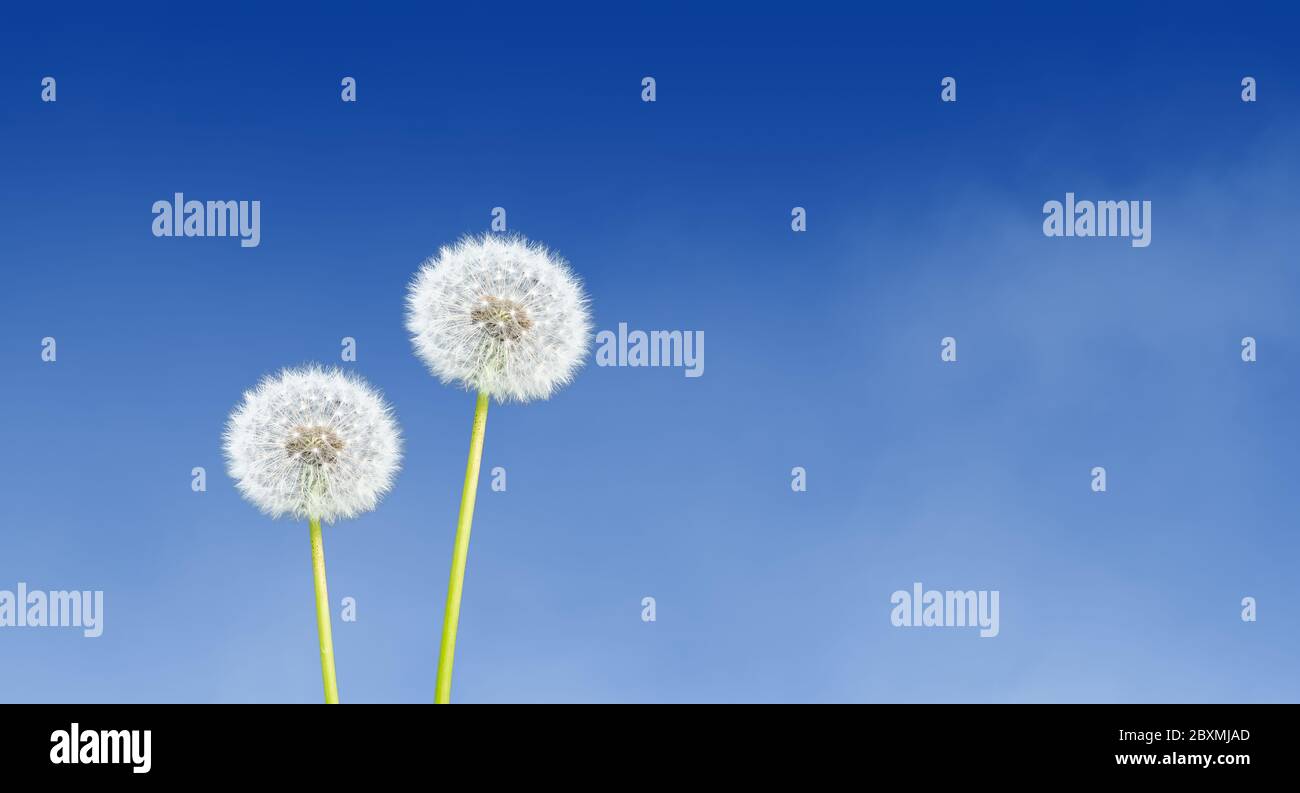 Dandelion on blue sky background. Stock Photo