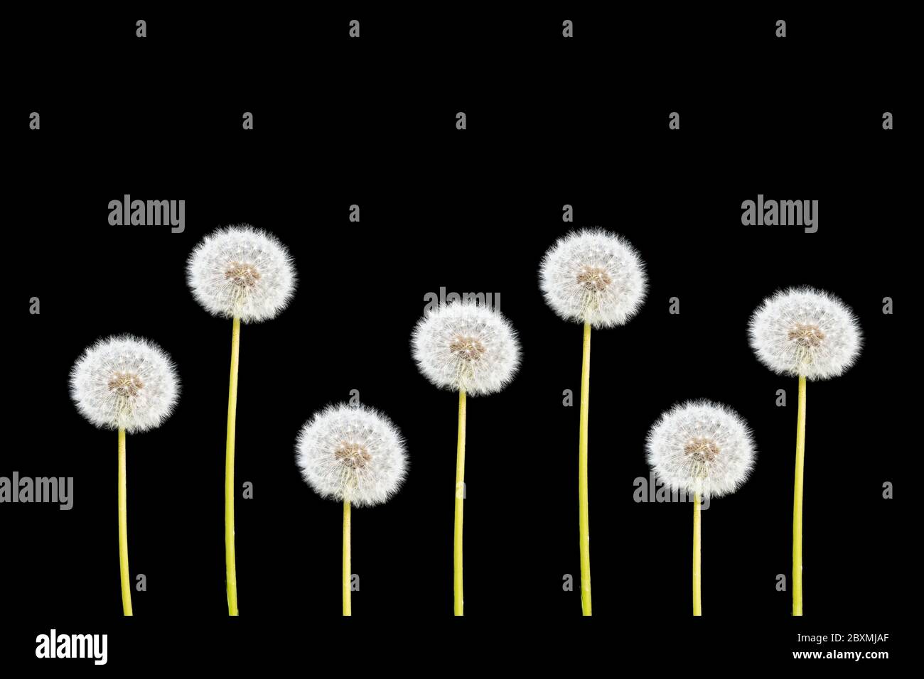 Dandelion seed heads isolated on black background. Stock Photo