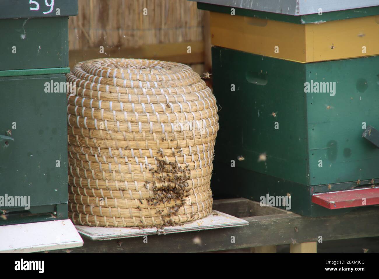 Wild bees swarm around a thatched beehive at a beekeeper work area in ...