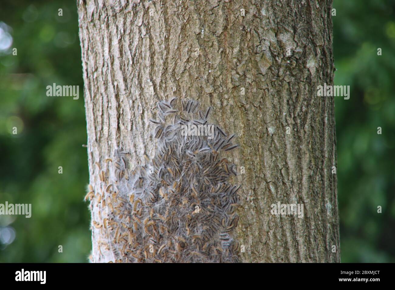 Oak processionary caterpillars in a tree where they form a nest in