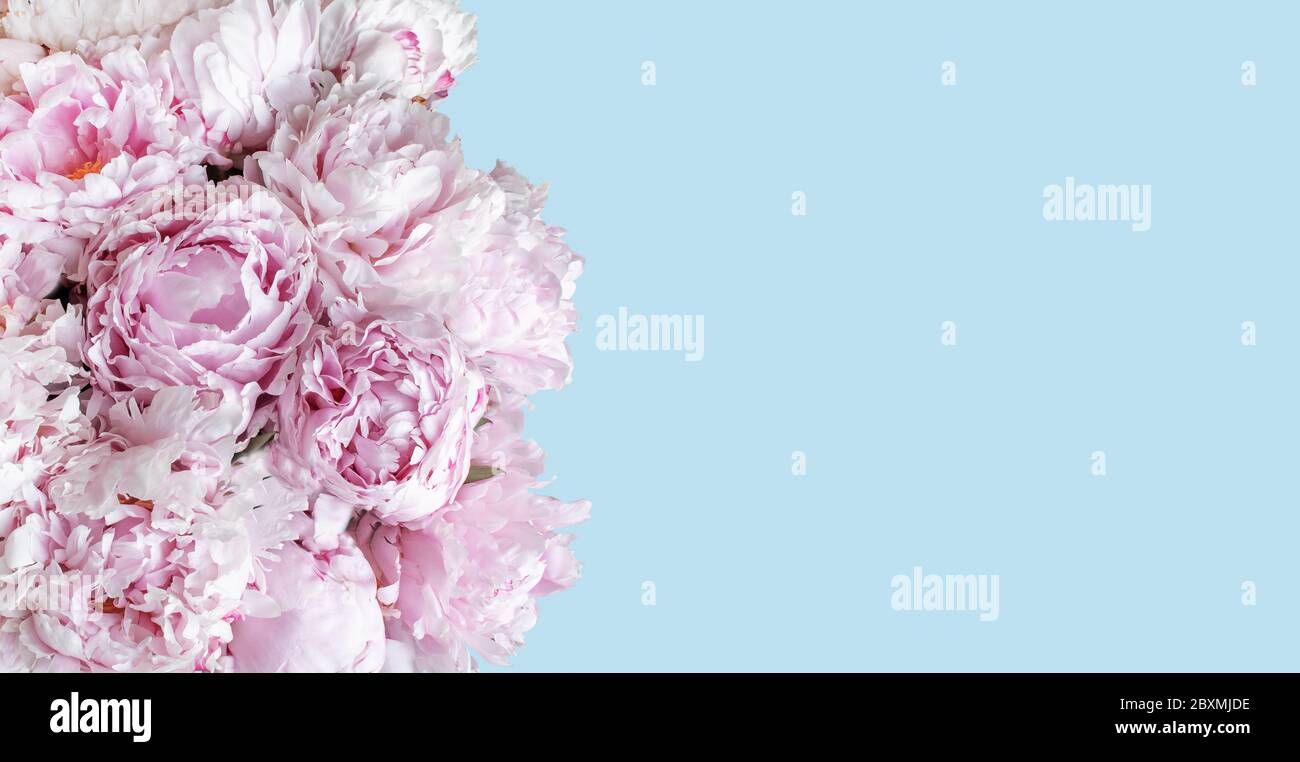Soft pink peony flower bouquet on blue background. Stock Photo