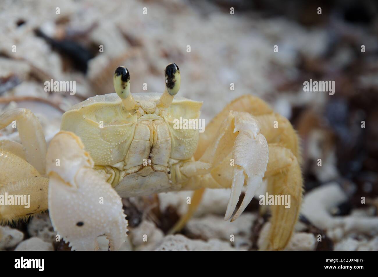 Ghost crabs have the ability to change colors to match their surroundings. They can even match the specific colors of the grains of sand in their habi Stock Photo