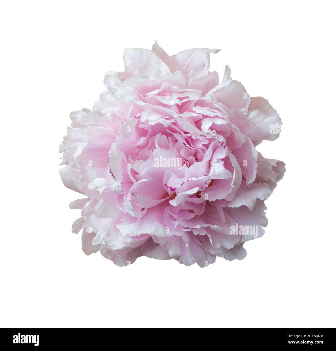 Pink peony isolated on white. Stock Photo