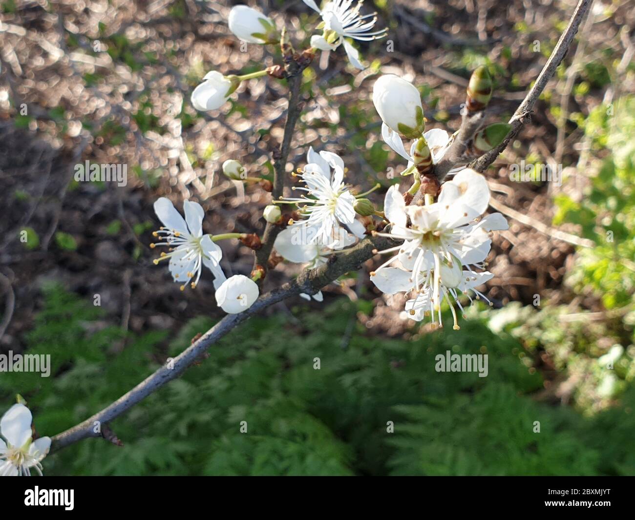 Prunus spinosa tree illustration hi-res stock photography and images ...
