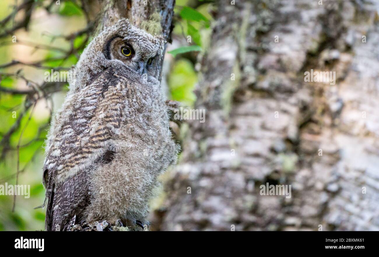 Wild owls in their natural habitat Stock Photo