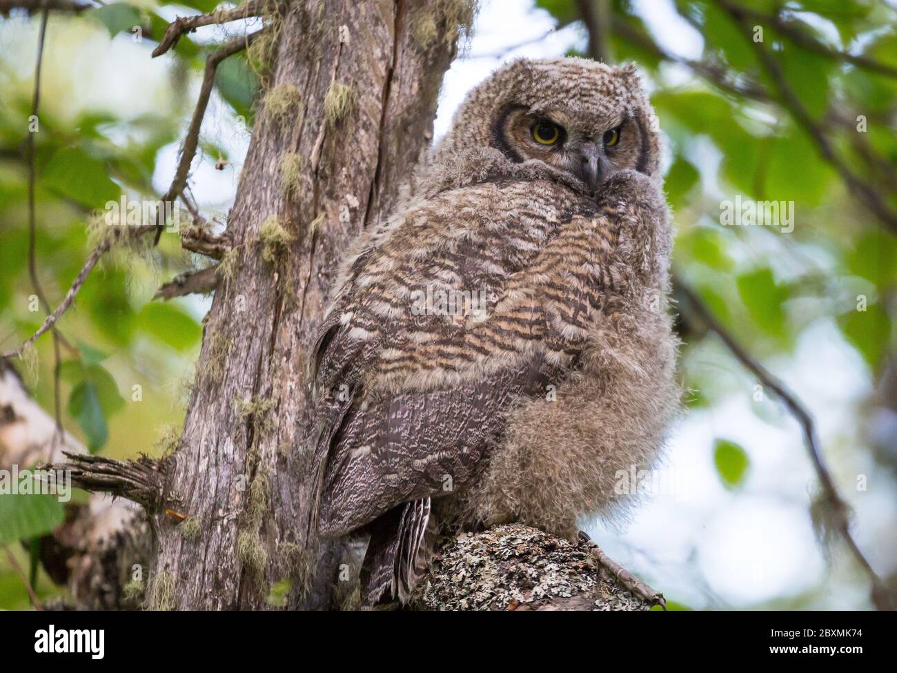 Wild owls in their natural habitat Stock Photo