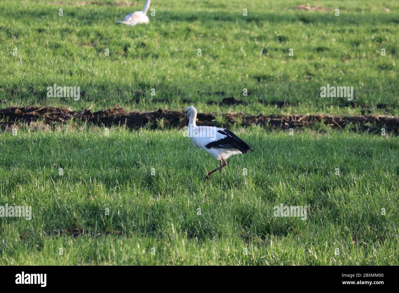 Stork Rower Rower stork hi-res stock photography and images - Alamy