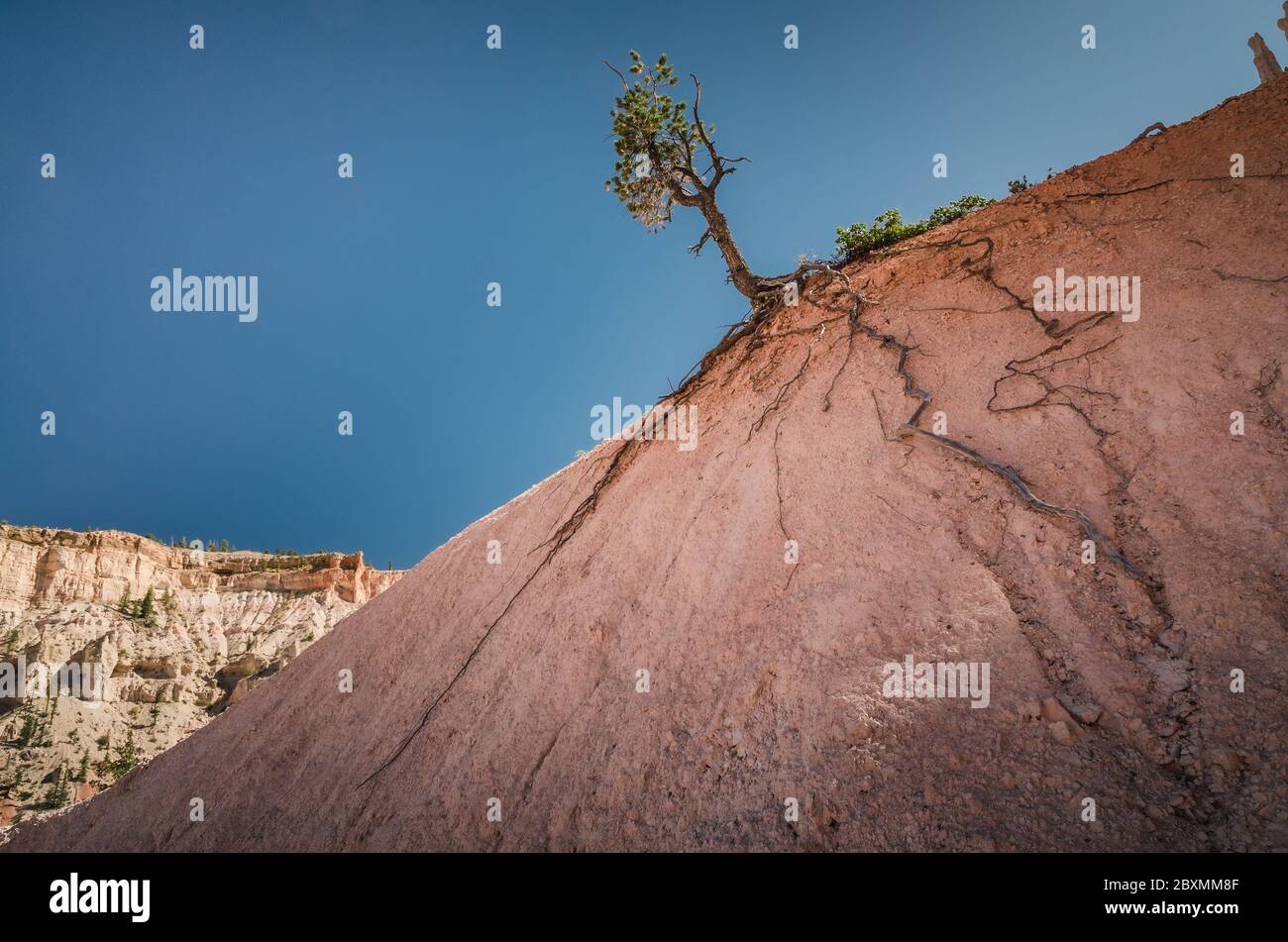Tree with long roots at Bryce Canyon, Utah Stock Photo