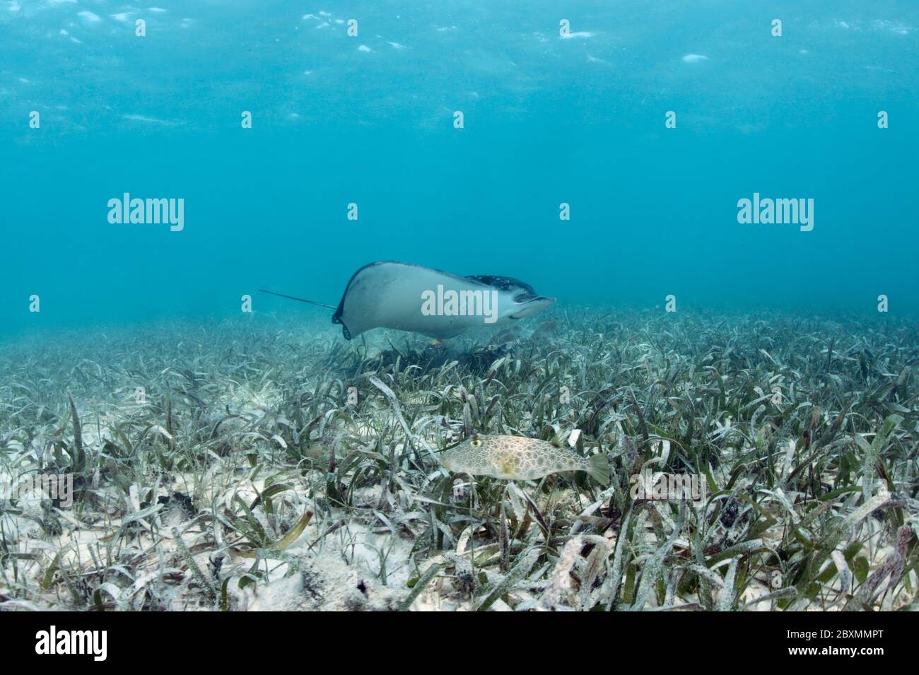 Spotted Eagle Ray (Aetobatus narinari) is swimming in the wild over a seagrass meadow at Silky Caye, Belize. Stock Photo